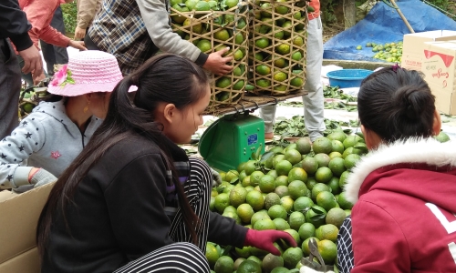 Tuyên Quang: Đẩy mạnh sản xuất nông - lâm nghiệp hàng hóa